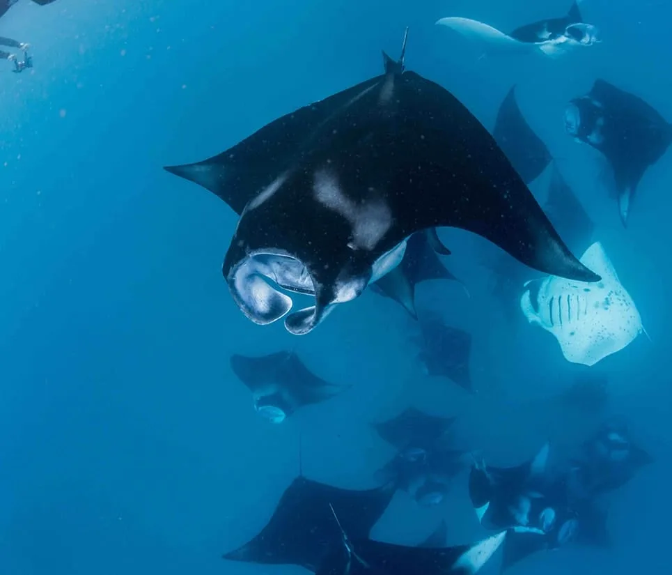 manta rays in Maldives