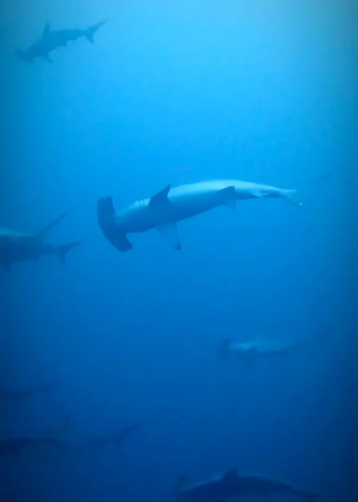 Sharks found in Fuvahmulah