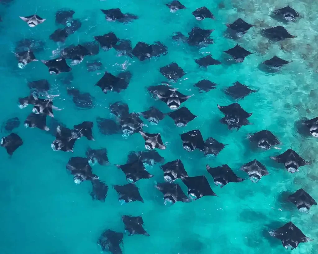 Hanifaru bay