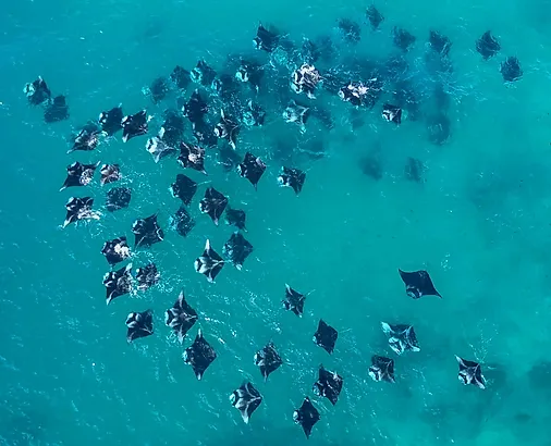 Hanifaru Bay