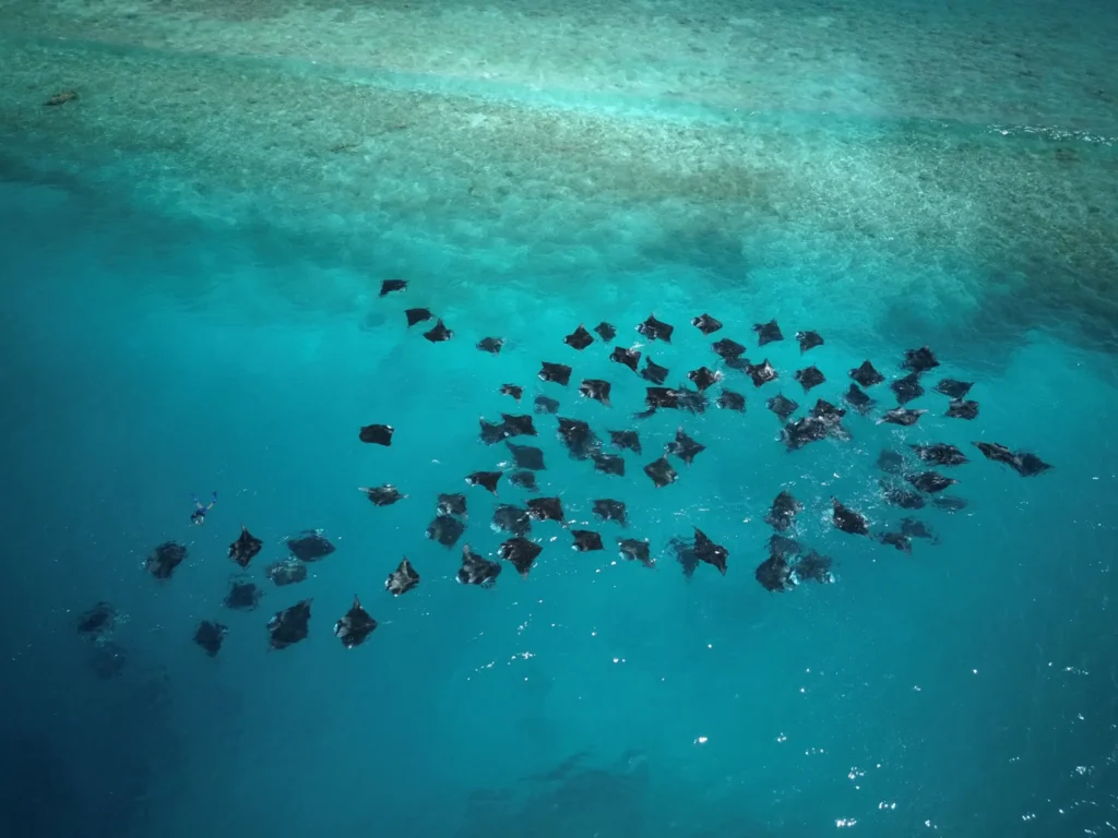 manta rays in Maldives