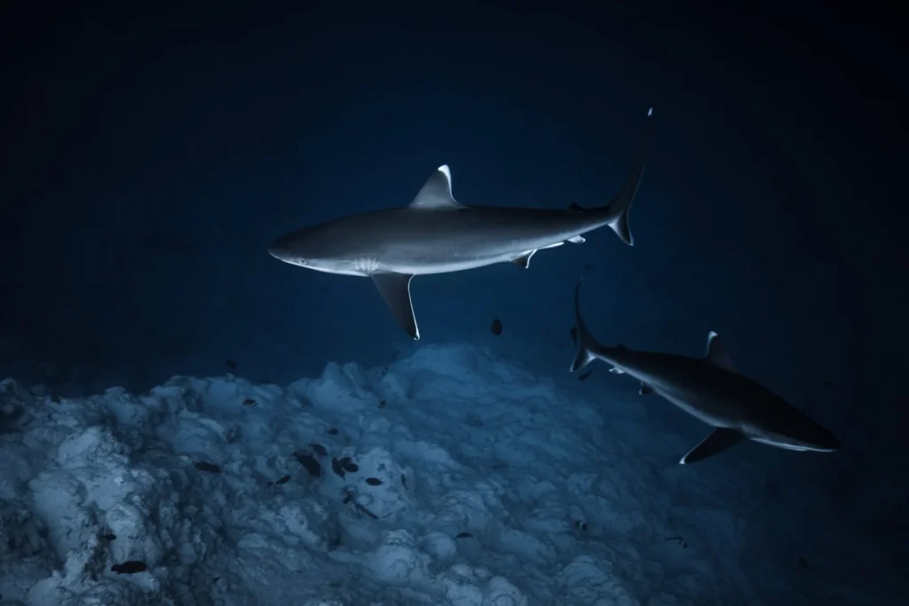 Sharks found in Fuvahmulah