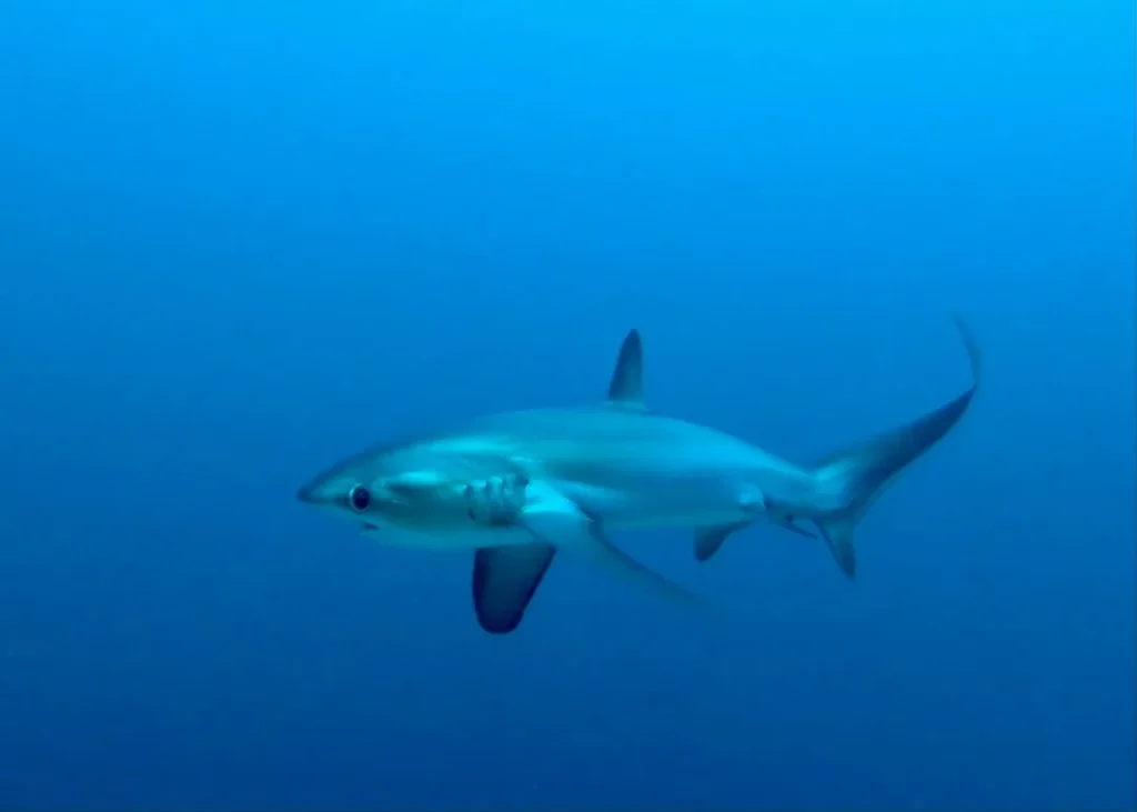 Sharks found in Fuvahmulah