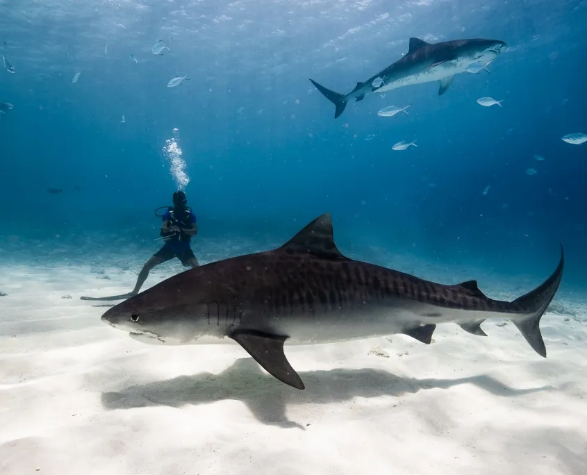 Sharks found in Fuvahmulah