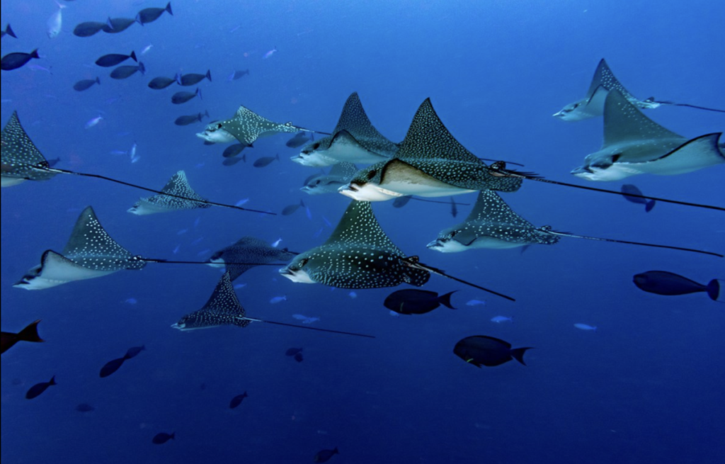 manta rays in Maldives