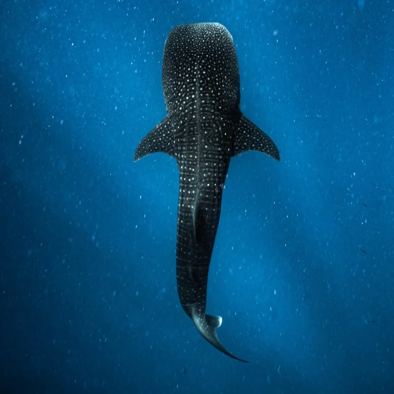 Sharks found in Fuvahmulah